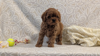 CAVAPOO (FEB 24) MALES