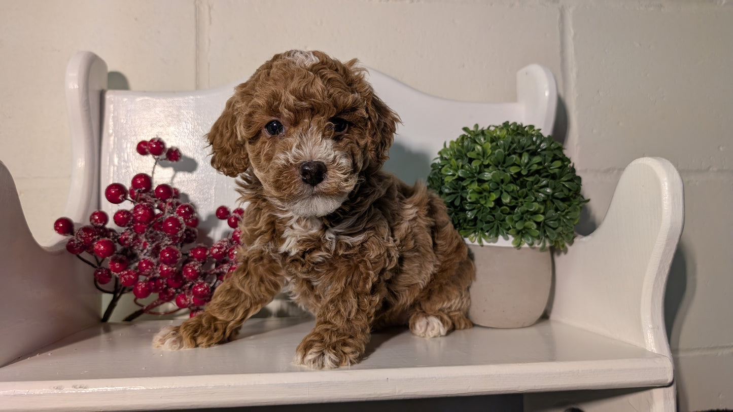 MINI POODLE (NOV 18) MALES