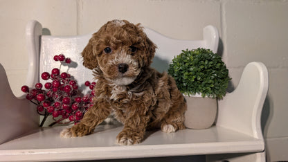 MINI POODLE (NOV 18) MALES