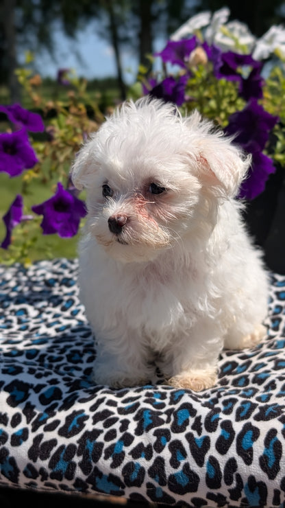 MALTESE (JUN 13) FEMALES