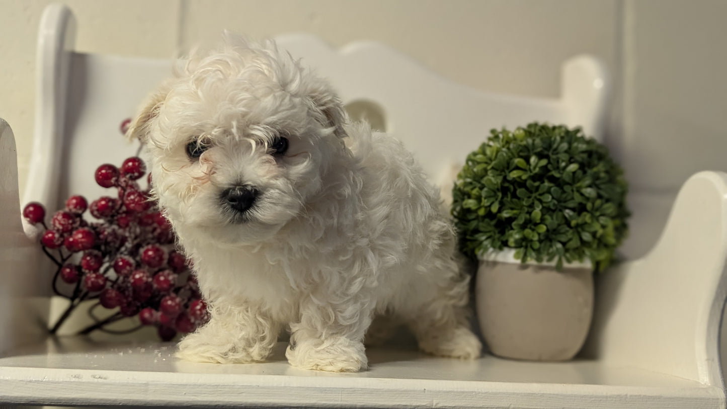 MALTESE (NOV 15) FEMALES