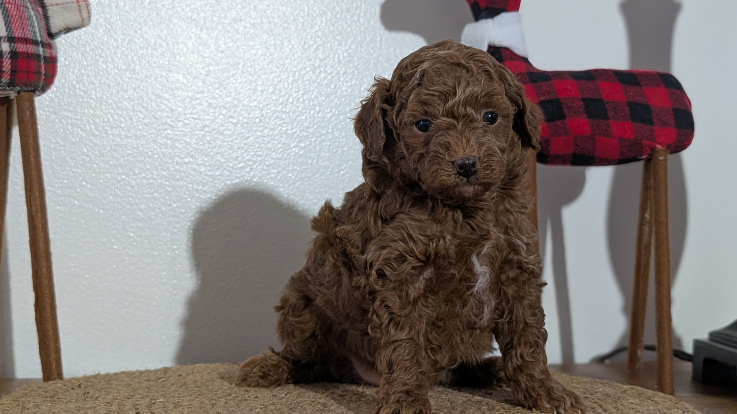 MINI POODLE (NOV 14) MALES