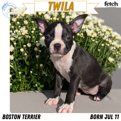 BOSTON TERRIER (JUL 11) 4 FEMALES/4 MALES