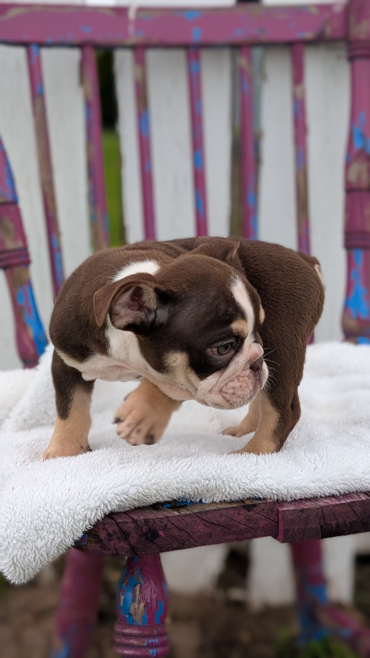 ENGLISH BULLDOG (FEB 09) MALES