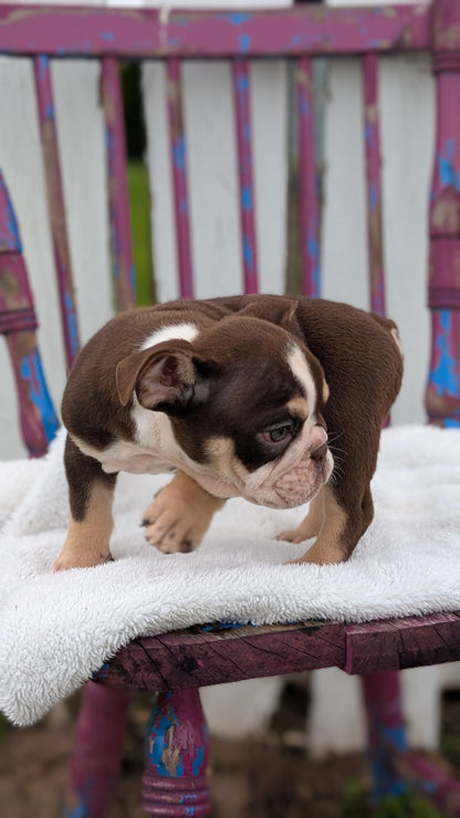 ENGLISH BULLDOG (FEB 09) MALES