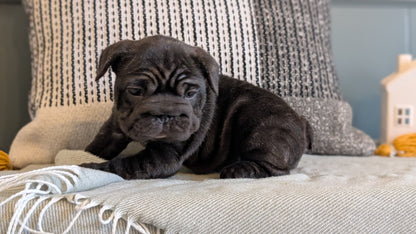 FRENCH BULLDOG (JAN 09) FEMALES