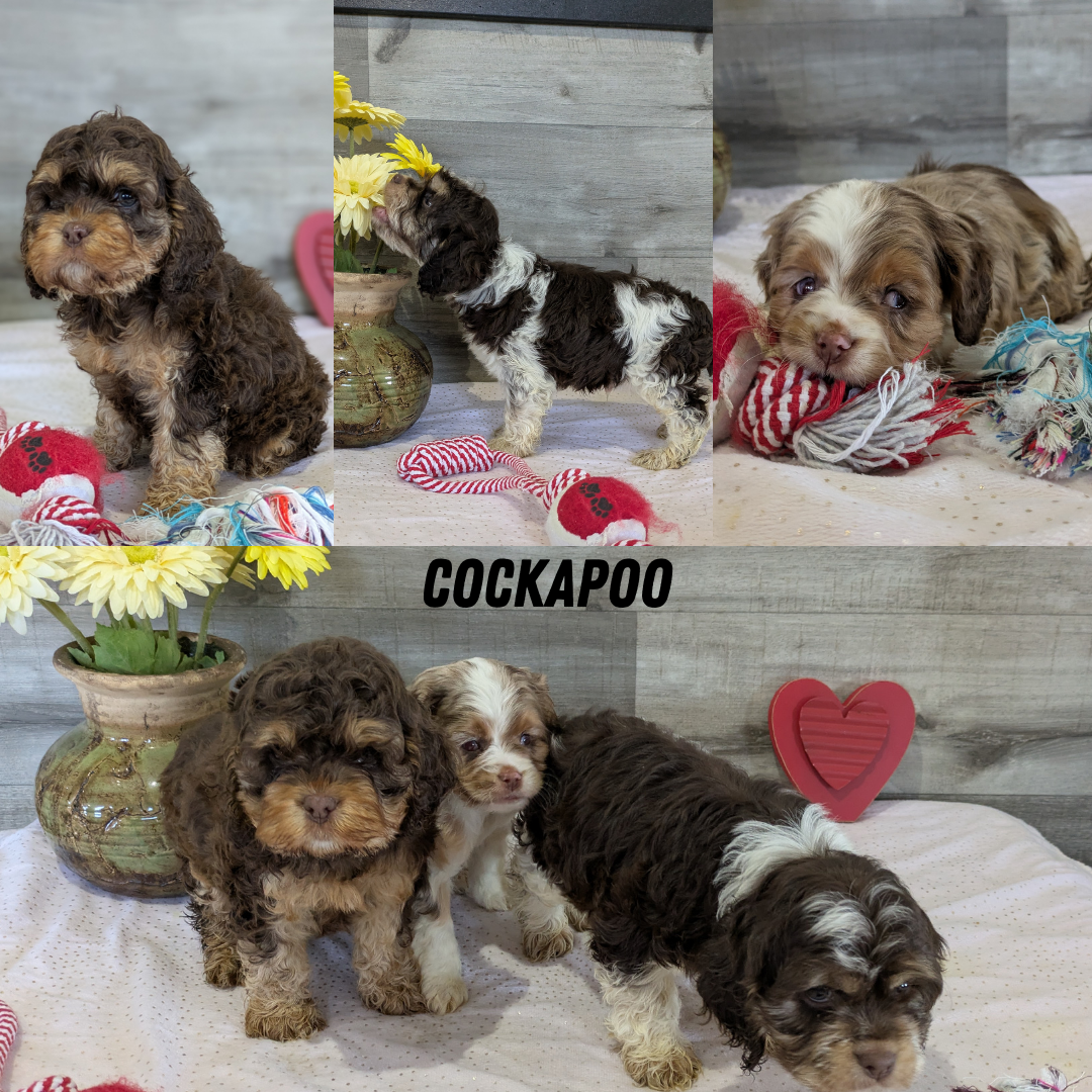 Cockapoo Temp COCKAPOO (12/11) FEMALE – My Pup Runneth Over