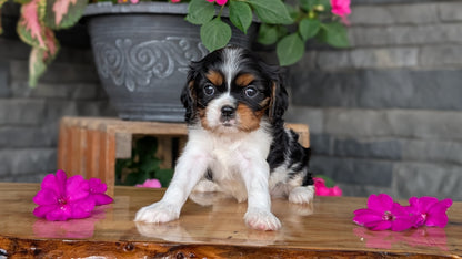 CAVALIER (JUL 18) 3 FEMALES/2 MALES