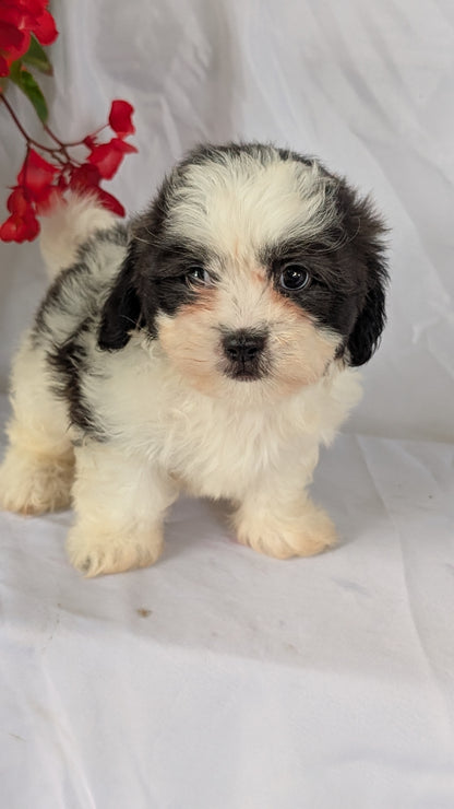 TEDDY BEAR (06/29) FEMALE