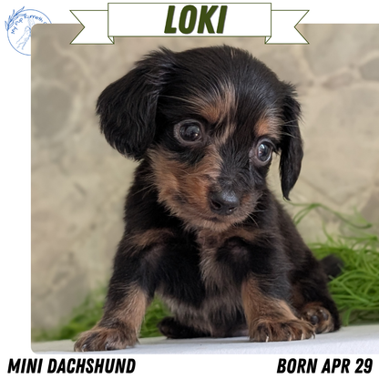 MINI DACHSHUND (APR 29) MALE