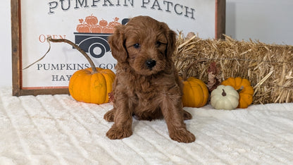 MINI GOLDENDOODLE (AUG 13) 6 MALES/3 FEMALES
