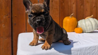 FRENCH BULLDOG (08/12) MALE