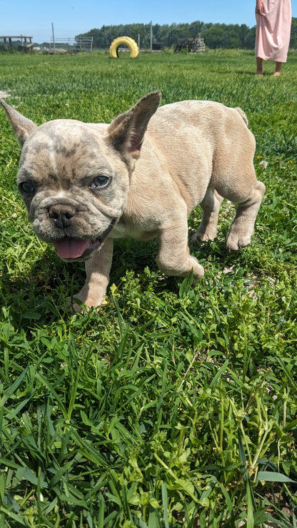 FRENCH BULLDOG (03/15) MALE