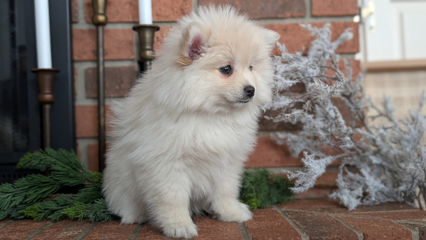 POMSKY (NOV 15) FEMALE