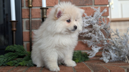 POMSKY (NOV 15) FEMALE