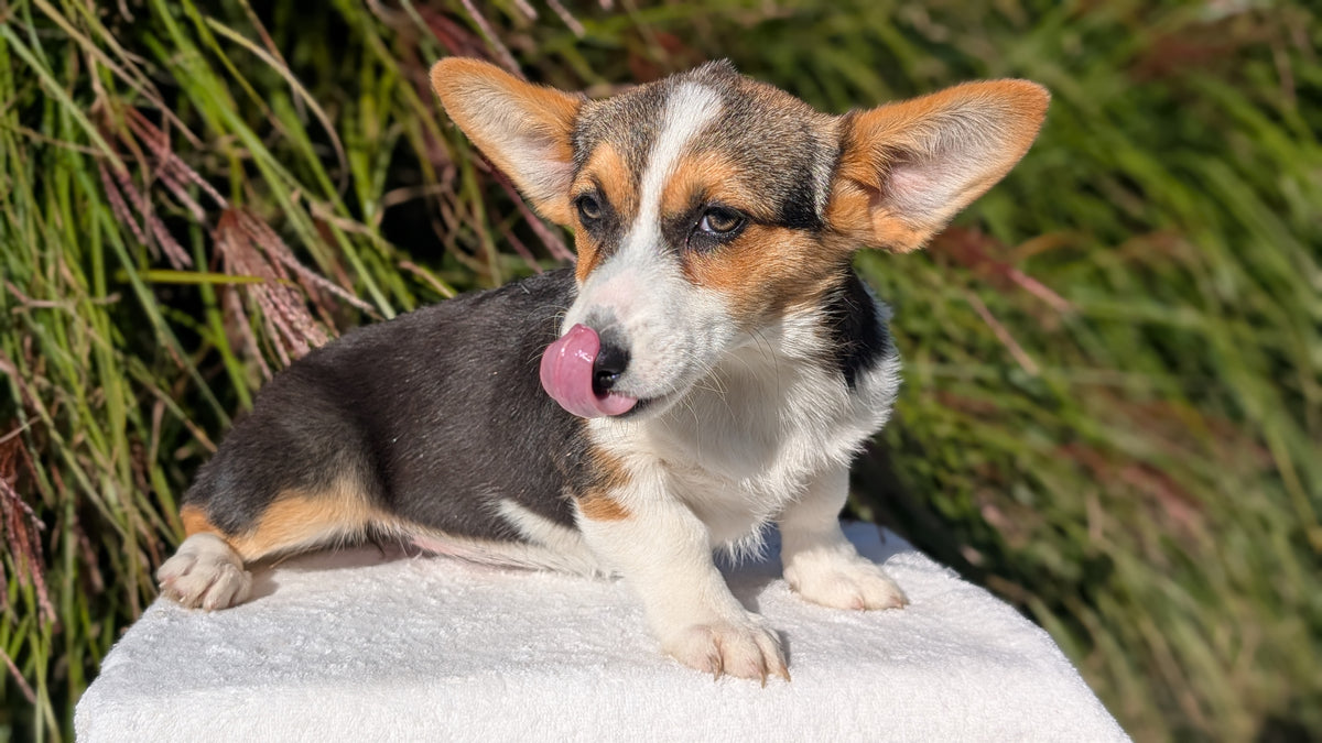 CORGI (JUN 08) FEMALES