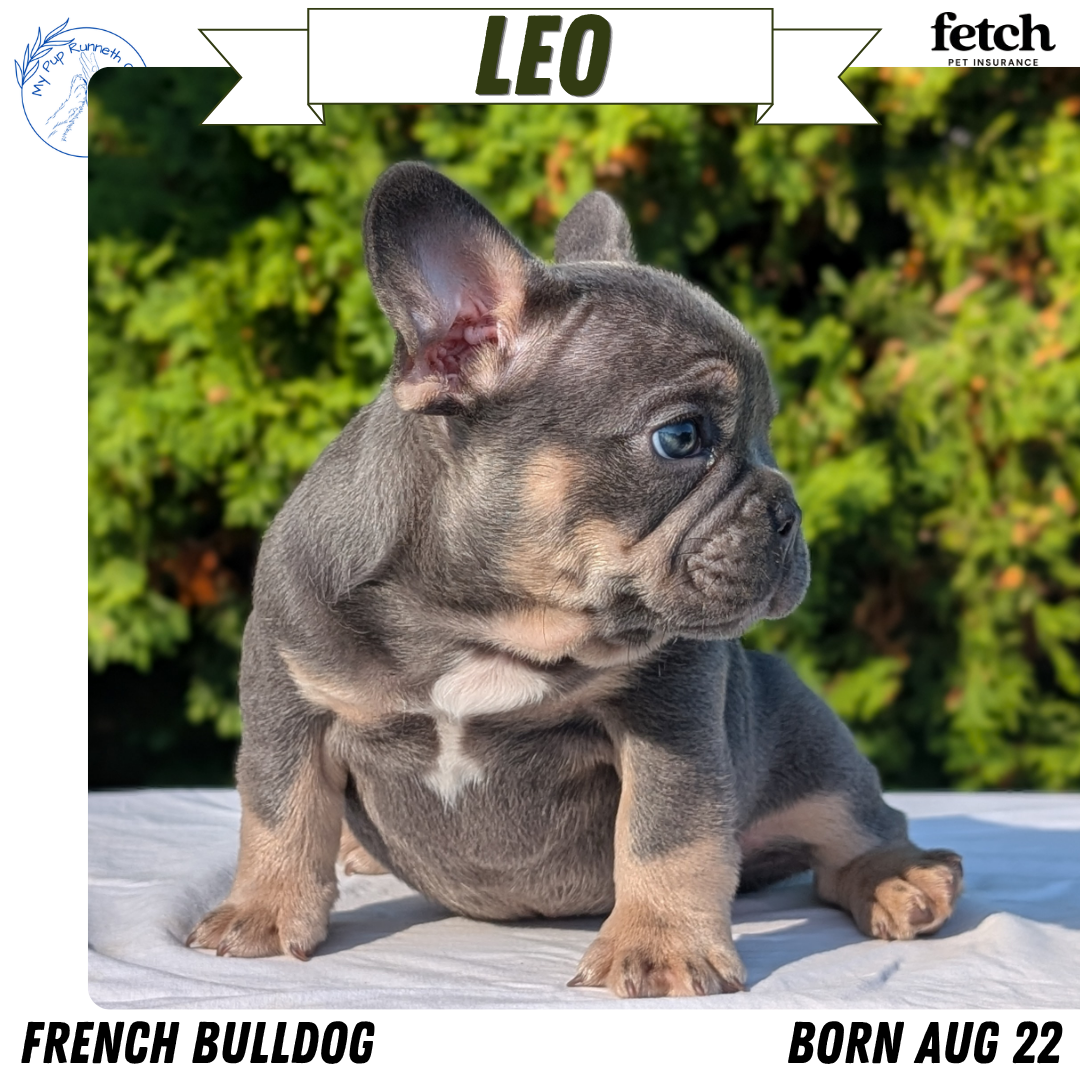 FRENCH BULLDOG (AUG 22) 3 MALES/1 FEMALE