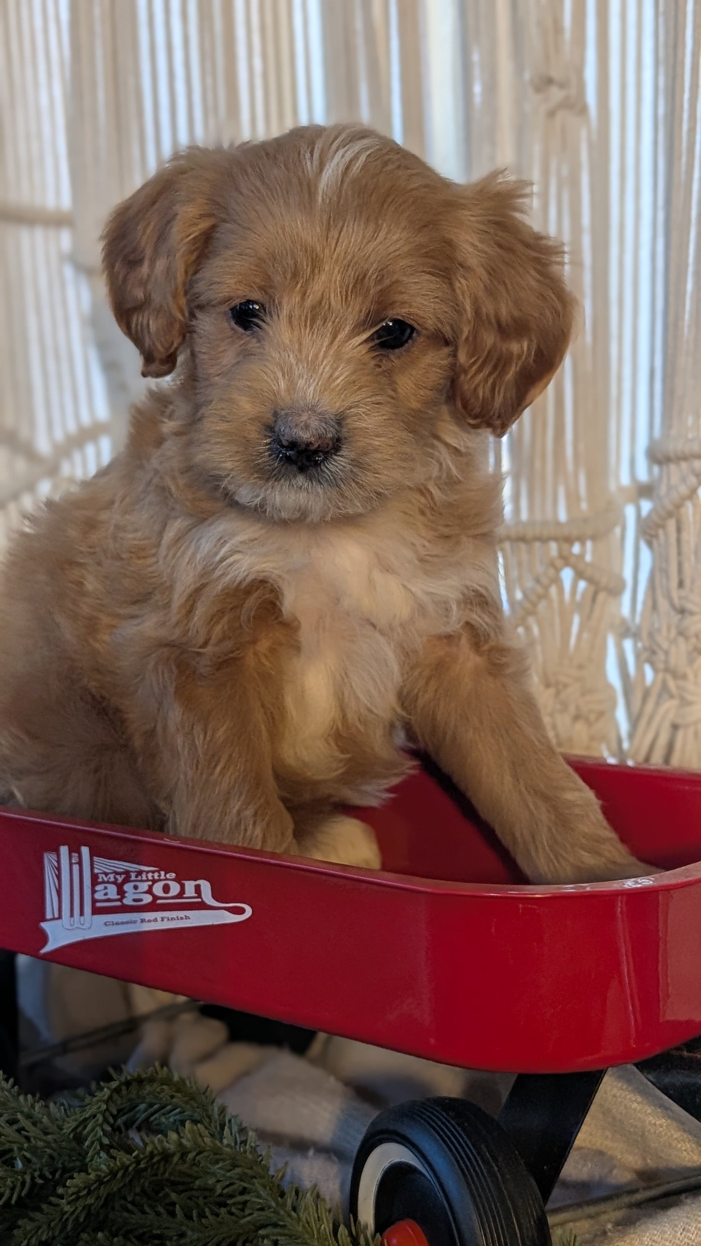CAVAPOO (NOV 17) MALES