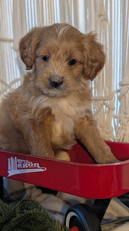 CAVAPOO (NOV 17) MALES