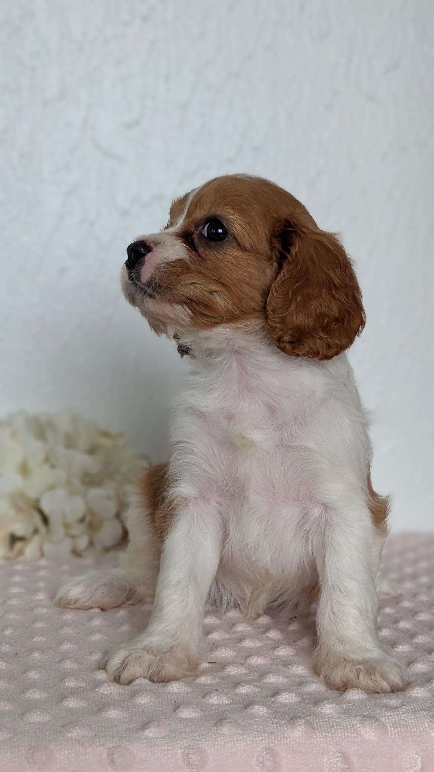 CAVAPOO (APR 02) FEMALE