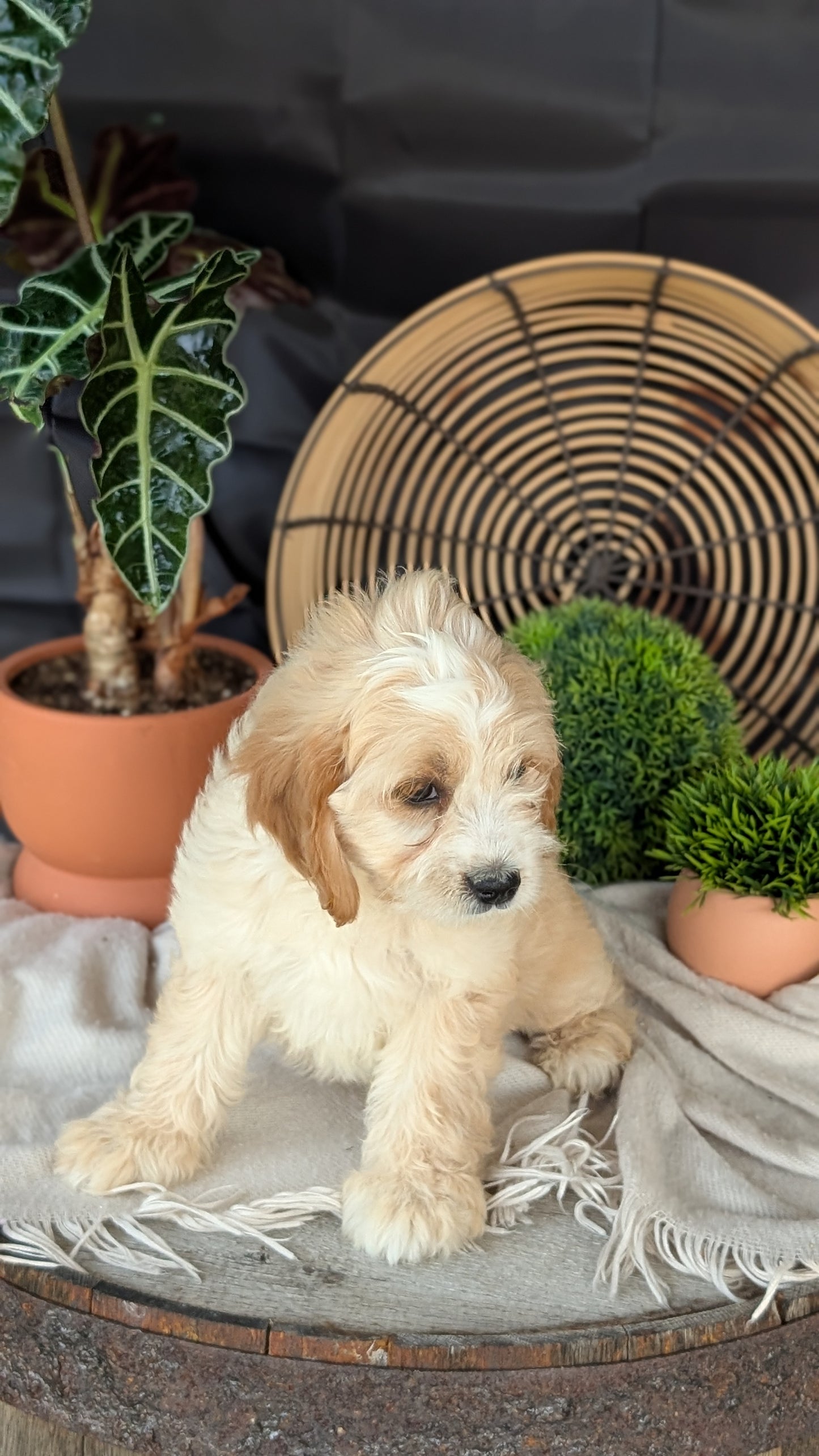 CAVAPOO (MAY 23) FEMALES