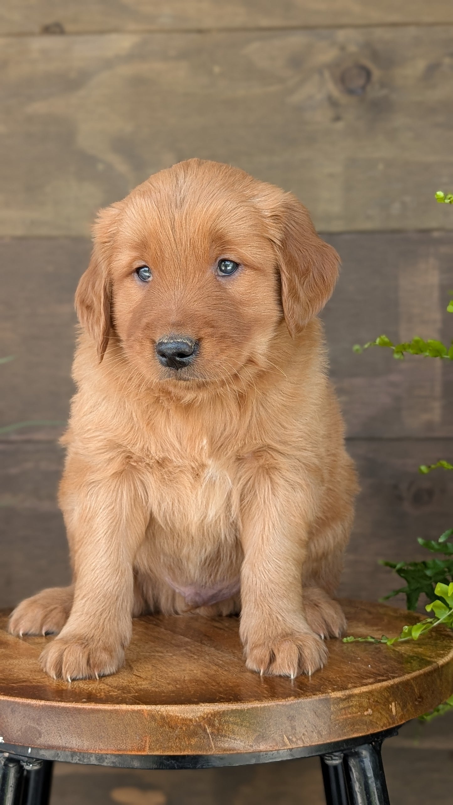GOLDEN RETRIEVER (MAR 27) MALES