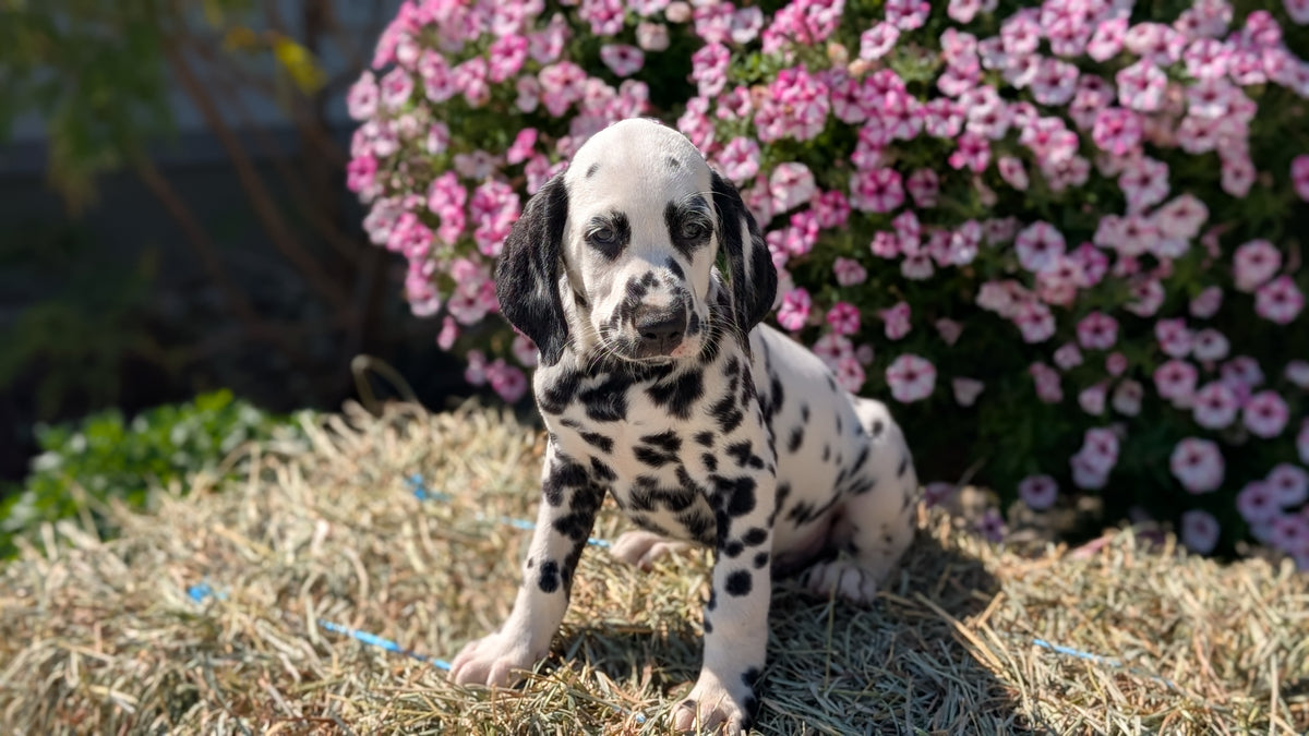 DALMATIAN (JUN 29) MALES