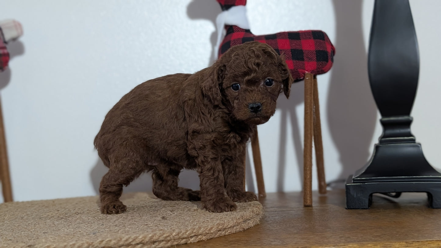 MINI POODLE (NOV 14) MALES