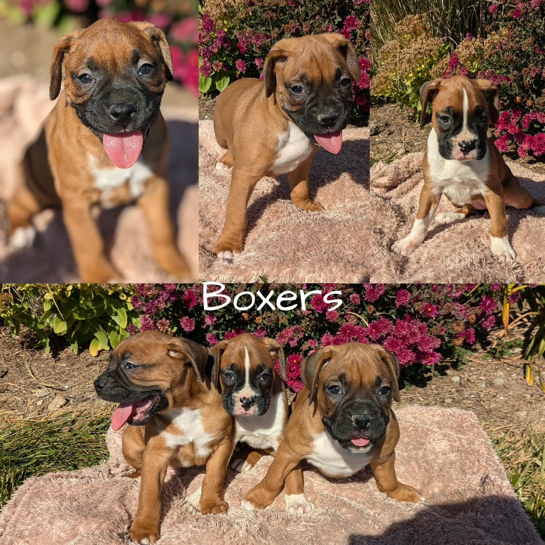 BOXER (09/08) FEMALE