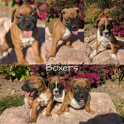 BOXER (09/08) FEMALE