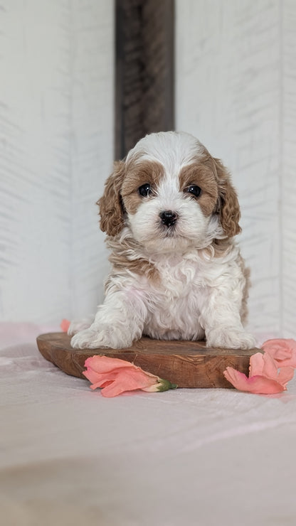CAVAPOO (FEB 11) FEMALES