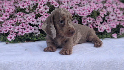 MINI DACHSHUND (JUN 04) MALE