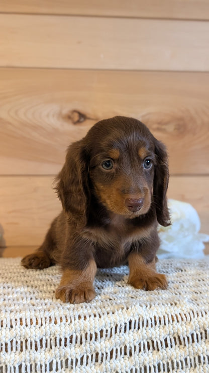 MINI DACHSHUND (JUL 30) 4 MALES/1 FEMALE