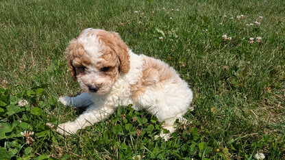 MINI POODLE (06/29) FEMALE