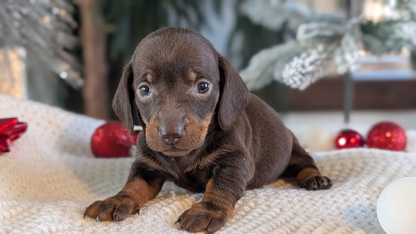 MINI DACHSHUND (NOV 16) FEMALES