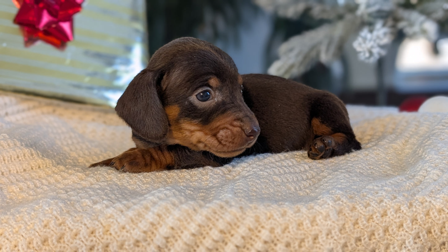 MINI DACHSHUND (NOV 16) MALES