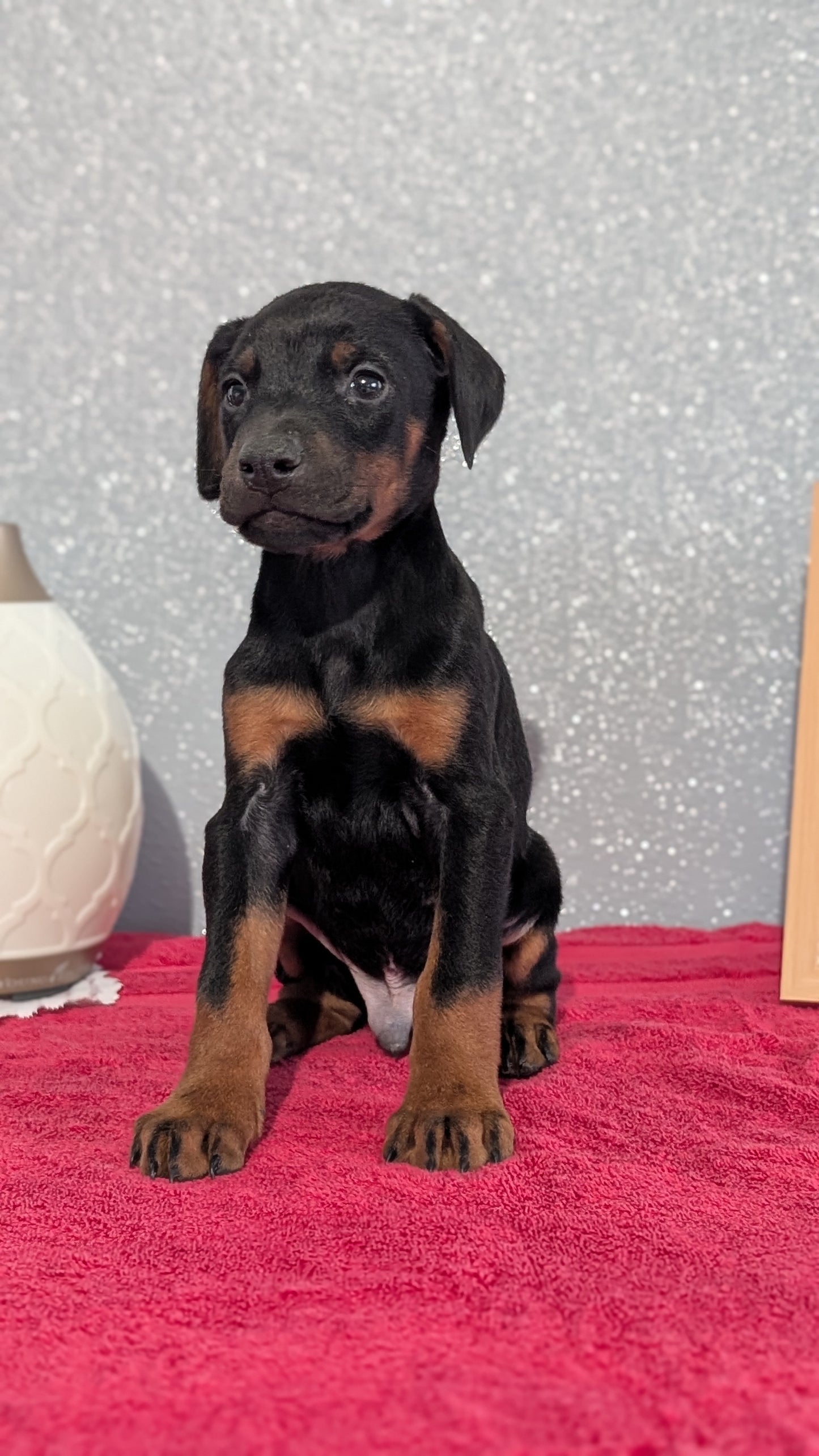 DOBERMAN PINSCHER (OCT 17) MALES