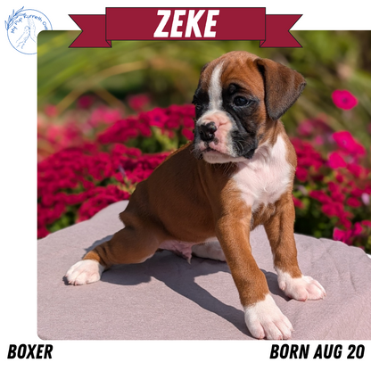 BOXER (08/20) MALE