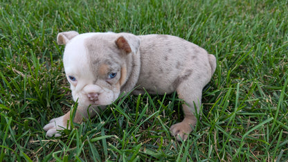 ENGLISH BULLDOG (06/30) FEMALE
