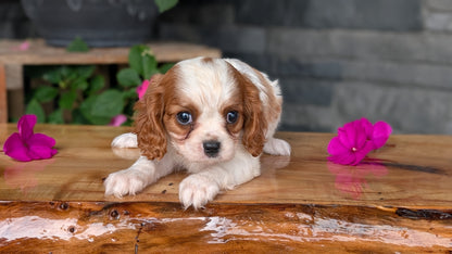 CAVALIER (JUL 29) 3 FEMALES