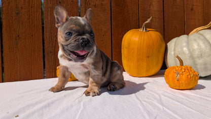 FRENCH BULLDOG (08/12) MALE