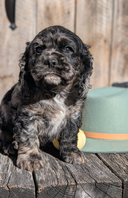 COCKER SPANIEL (09/19) MALE