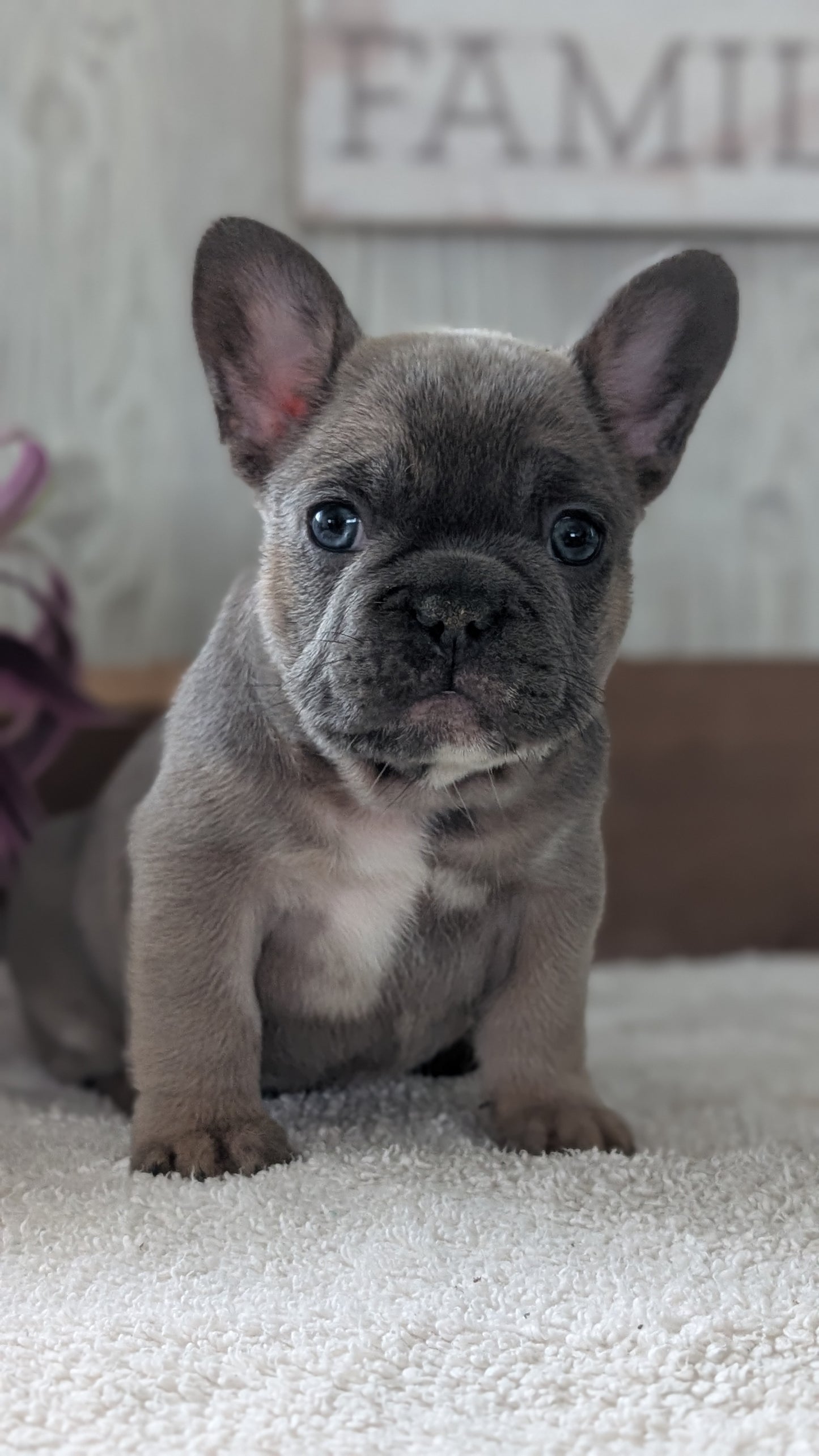 FRENCH BULLDOG (NOV 22) MALES