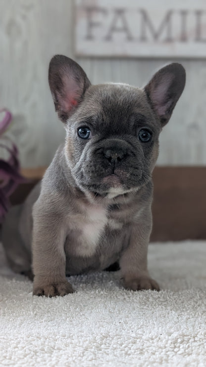 FRENCH BULLDOG (NOV 22) MALES