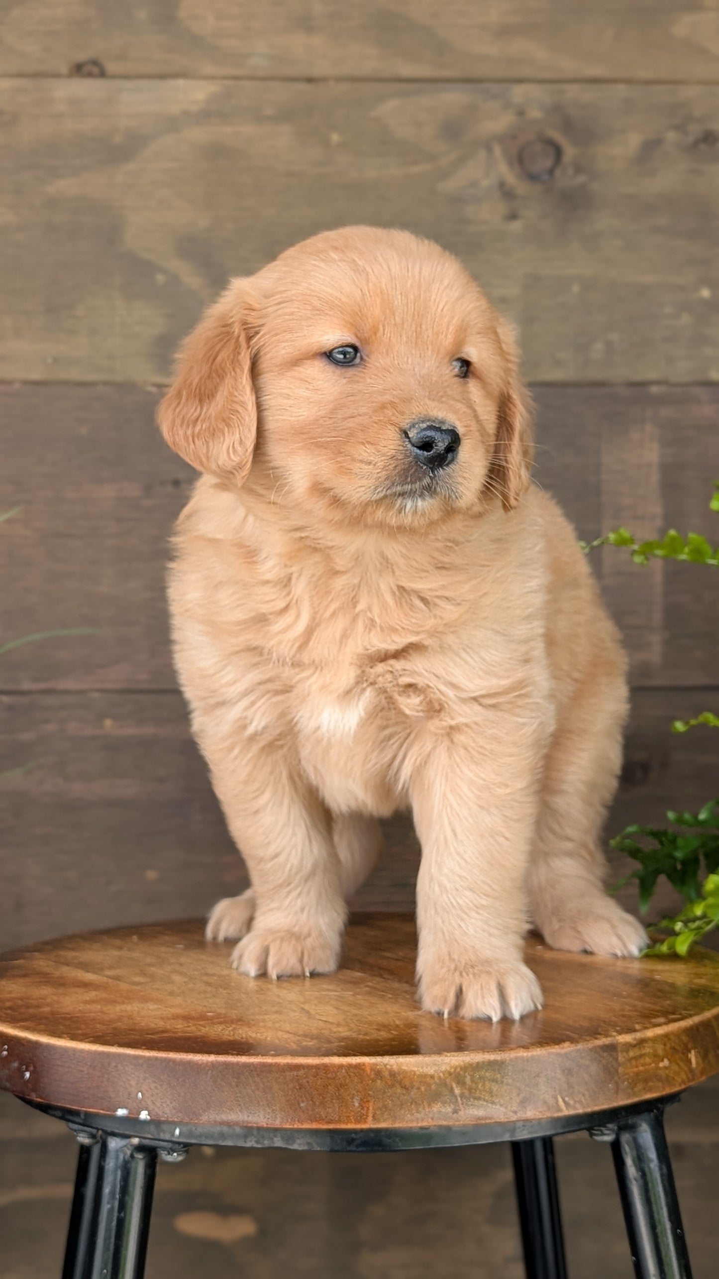 GOLDEN RETRIEVER (MAR 27) FEMALES