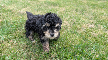 HAVAPOO (06/26) FEMALE