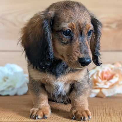 MINI DACHSHUNDS (JUL 05) 2 MALES/2 FEMALES
