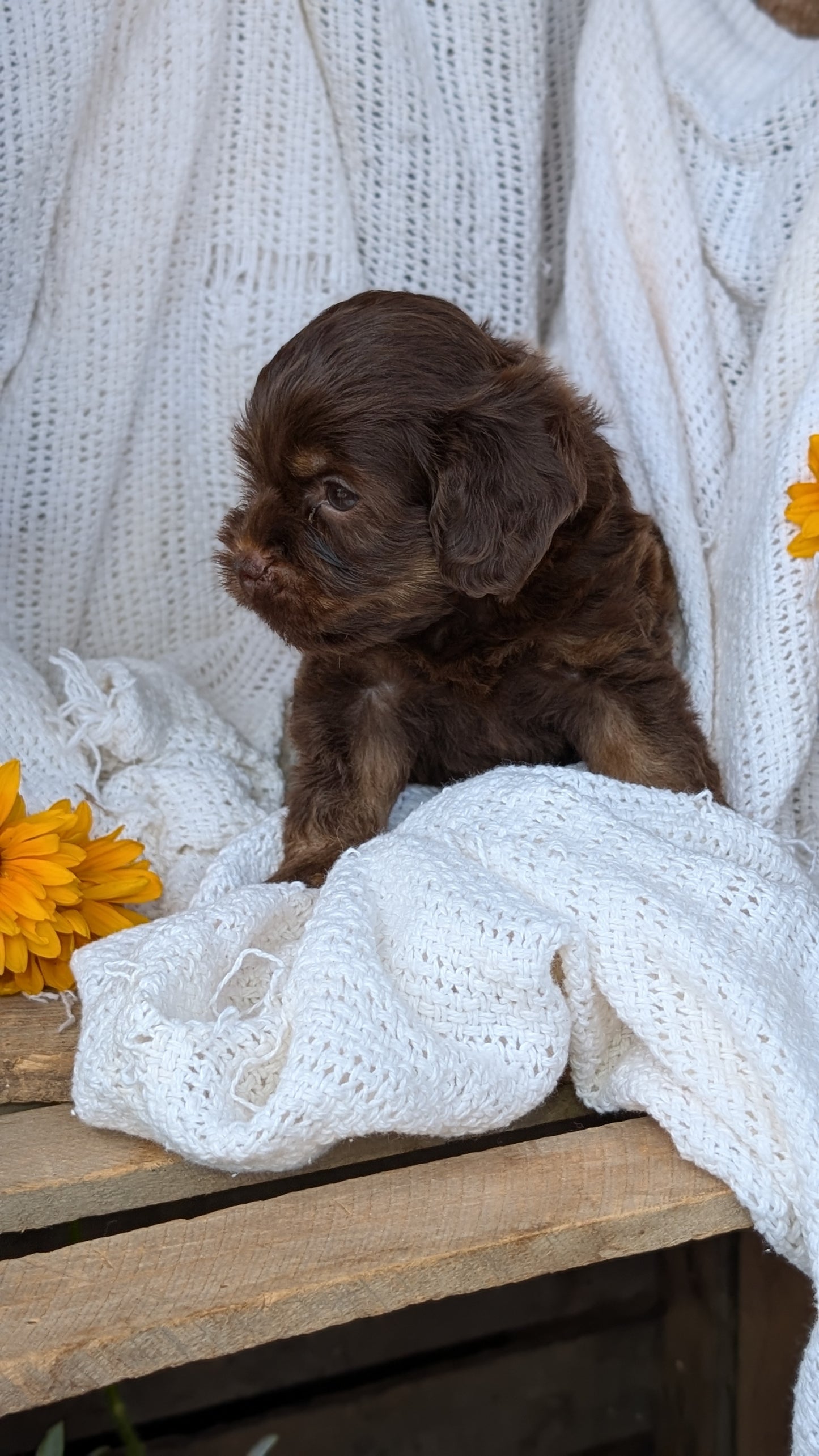 COCKAPOO (06/02) MALE