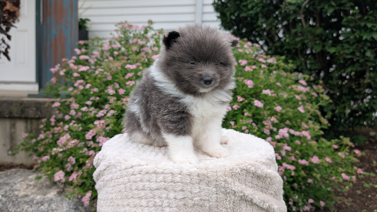 POMERANIAN (04/22) FEMALE