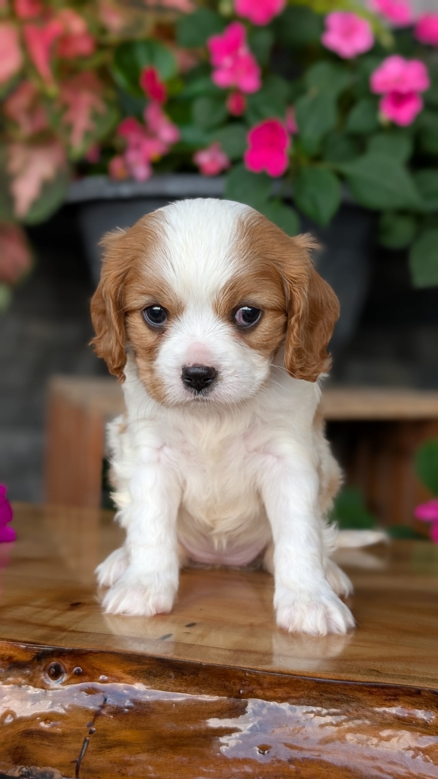CAVALIER (JUL 18) 3 FEMALES/2 MALES